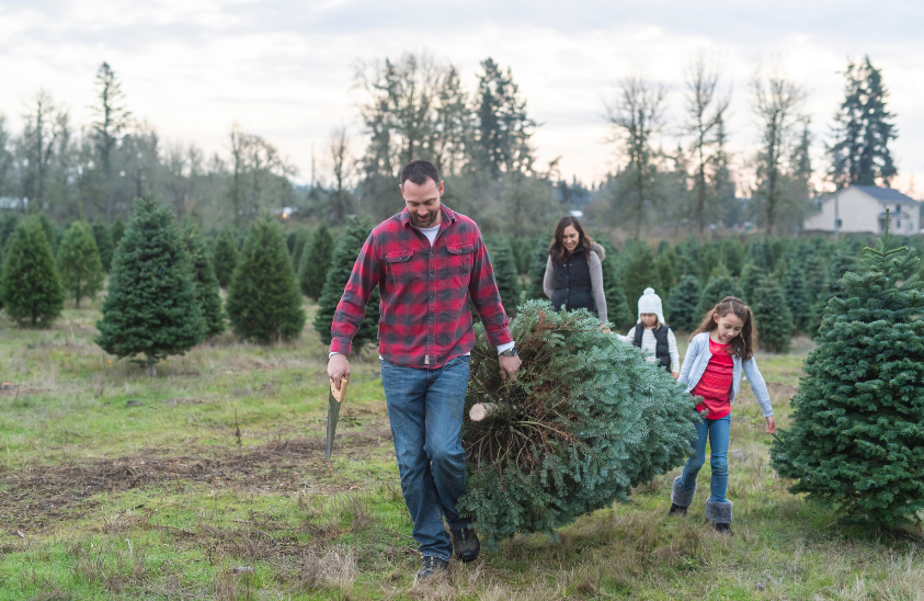 If you’re opting for a live Christmas tree, proper care is essential to keep it looking fresh and beautiful throughout the holiday season. One of the most important aspects of maintaining a live tree is ensuring it’s properly watered. With the right care, you can extend the life of your Christmas tree and prevent it from drying out before the celebrations come to an end.